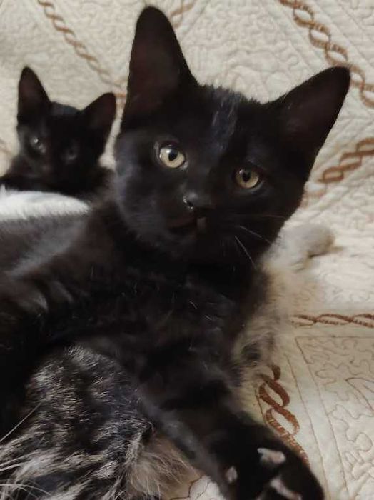 Котята домашние бесплатно в хорошие руки