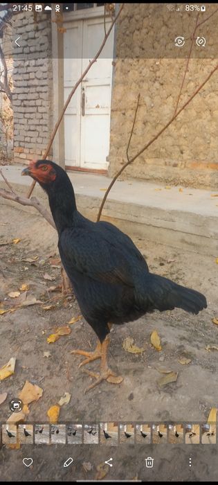 дакканг жужалари сотилади макиён тухумлаябди жужаларни ота онаси нархи