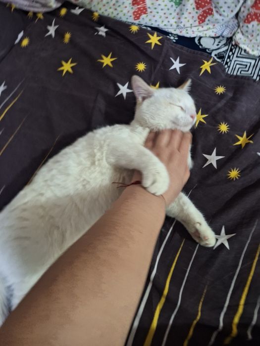 Мальчик сиамский