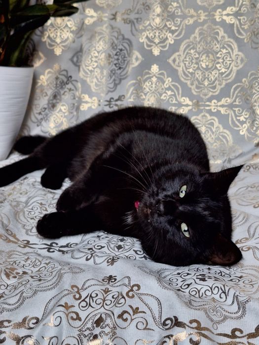 Подари Шейле семью