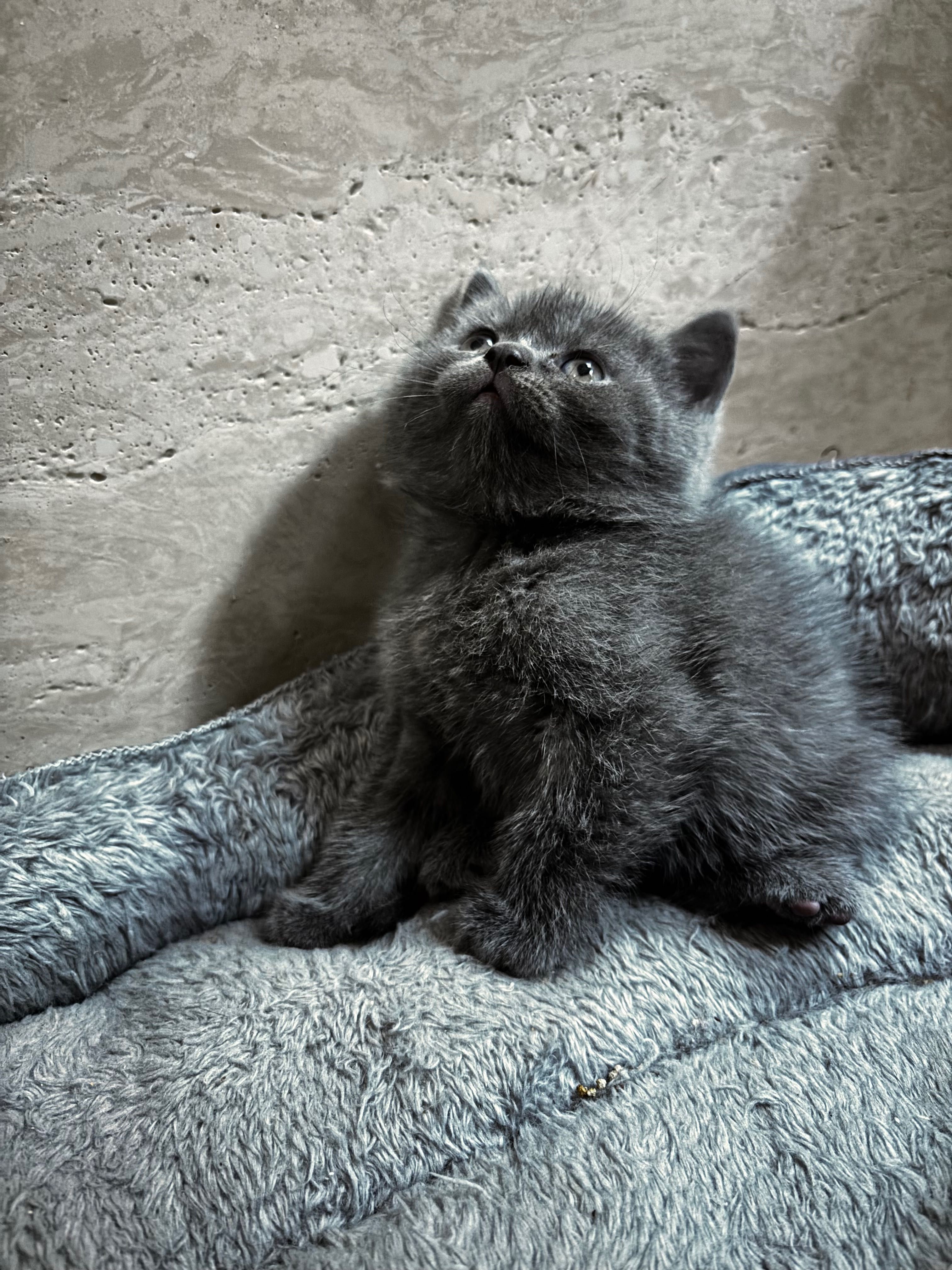Продаются пароли сын котята