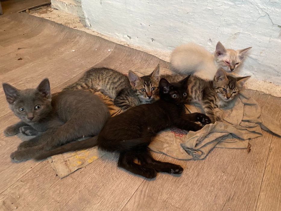 Раздаю котят в самые лучшие руки