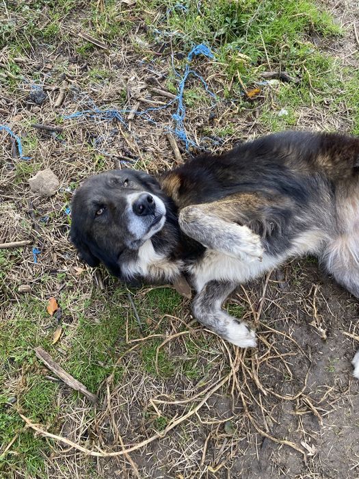 Ciobanesc carpatin spre adoptie