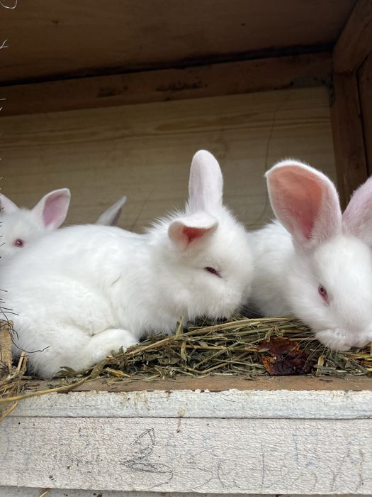 Iepurași cap de leu