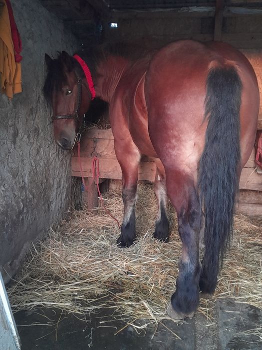 Mânza semigrea de 2 ani jumate talie mare se accepta orice proba