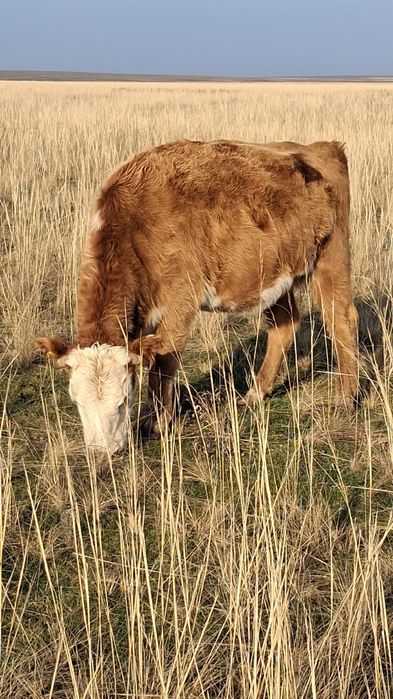 Согым сатылады құнажын қашар 4 жас