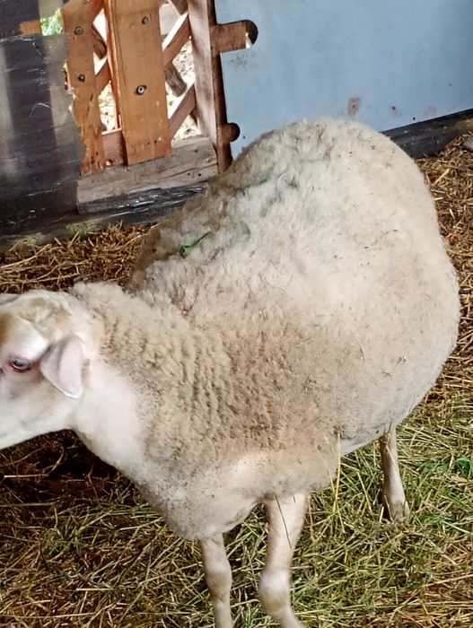 Vând oaie cu doi miei.