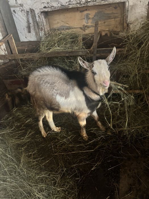 Se vand 3 capre si 1 țap