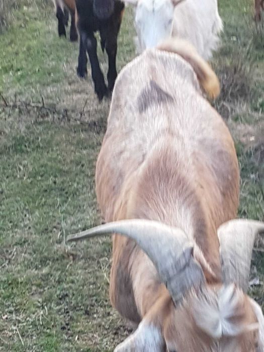 Vanzari capre pentru carne