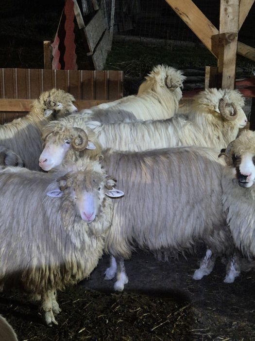 Oi 10 miori si stramiori