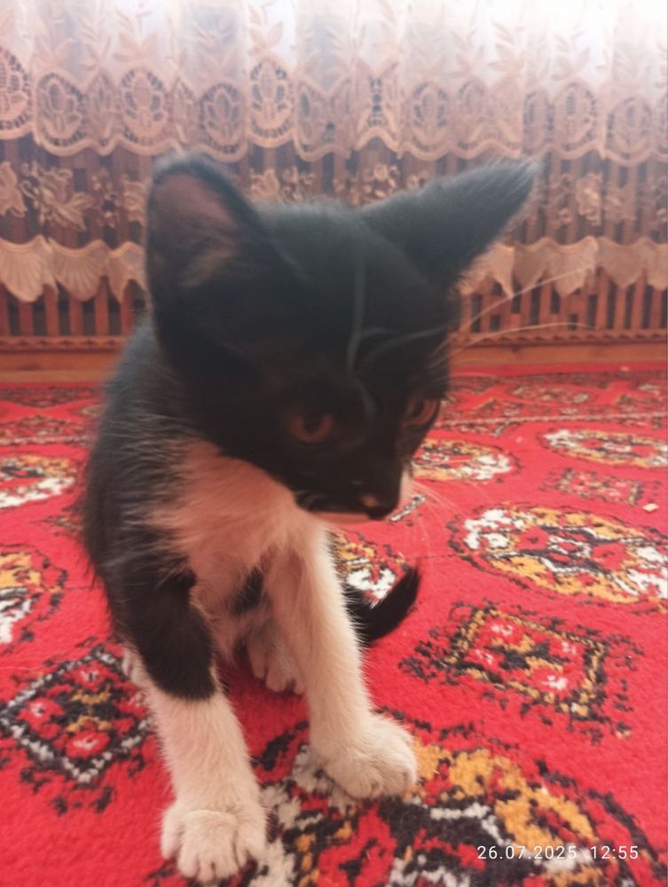 mushug be pul.