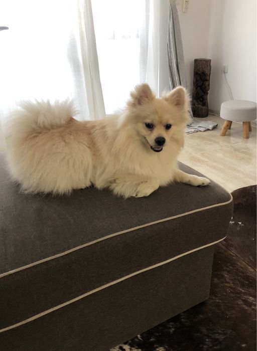 Мъжки Померан на 1 годинка