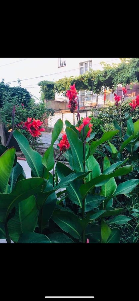 Canna indica 3 или повече броя луковици, в зависимост от размера