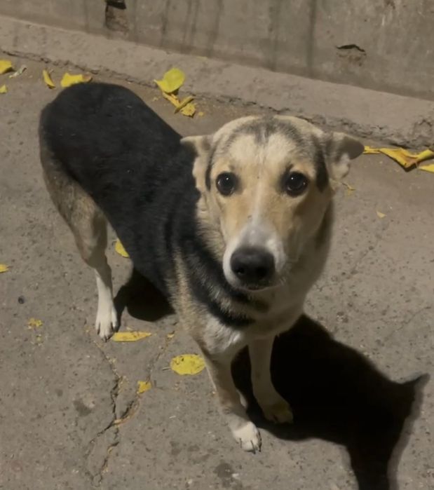 Пристраивается молодая девочка