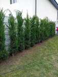 Tuia leylandii super oferta gazon rulou sport