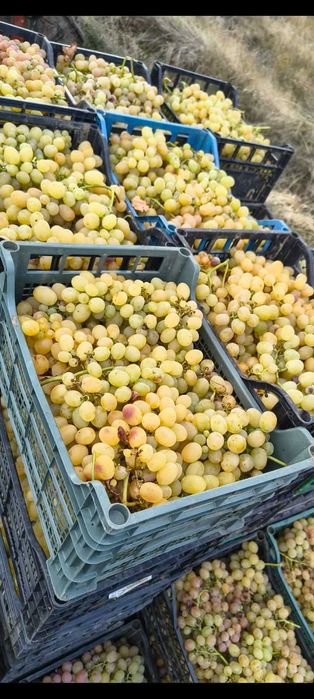 Продавам грозде за вино и ракия