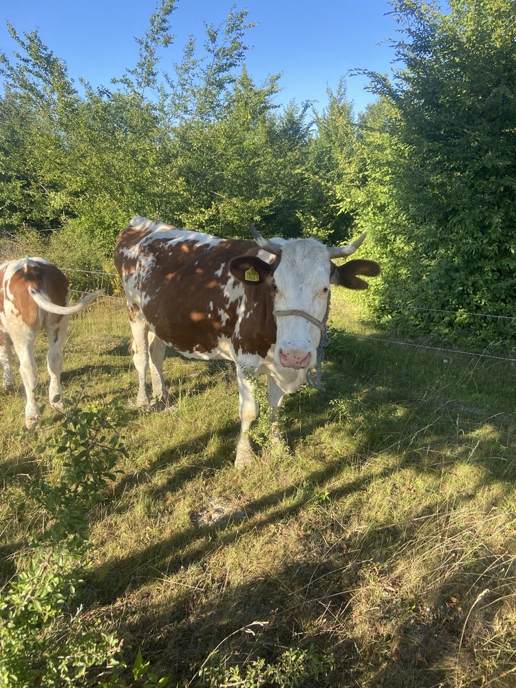 Vand lot 5 vaci cu vitei