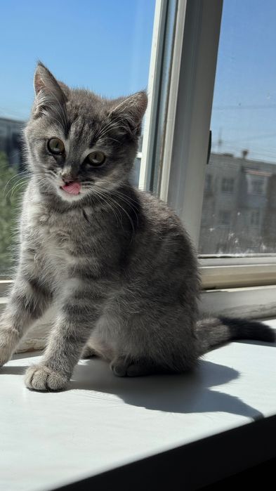 Котенок девочка 3,5мнс