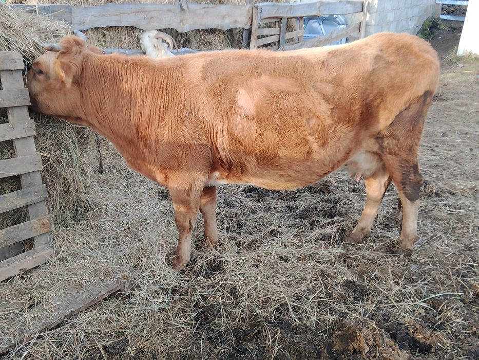 Соғымға сиыр сатылады сиыр сатылады