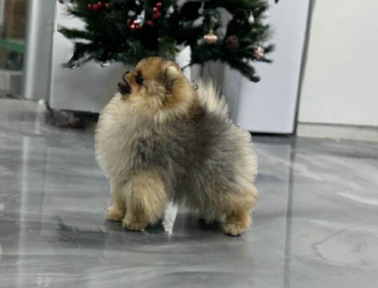 Супер мини xs Женски померан