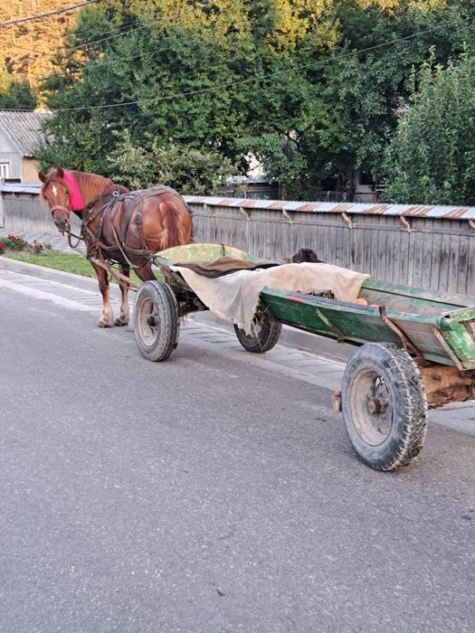 Vand cal amat cu tot cu faiton mai multe detali la telefon
