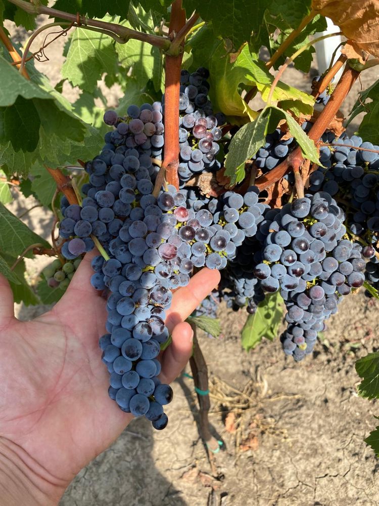 Struguri de vin Muscat Ottonel si Merlot