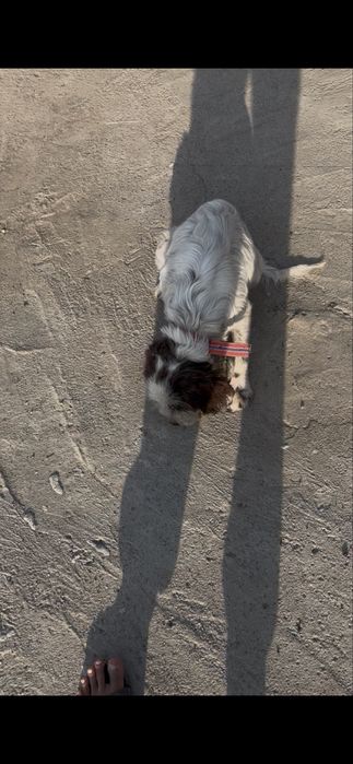 Продам рабочи шенок спаниель