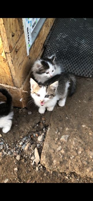 Котята в добрые руки