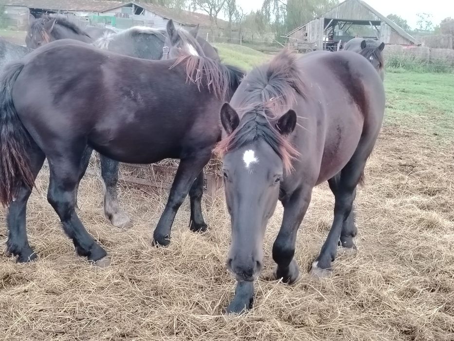Manji de 1 .5 ani din părinți de rasa