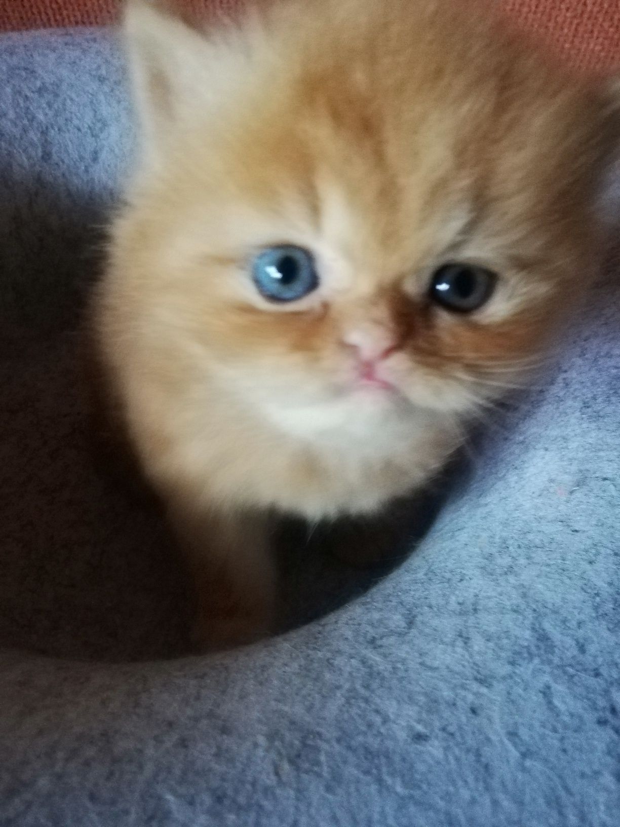 Персийски котенца
