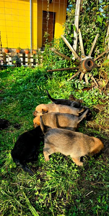 Подаряват се кученца