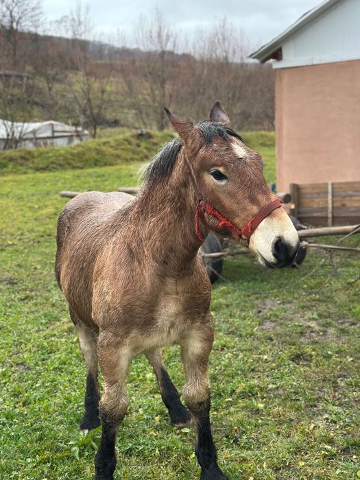 Mânz de vânzare din caii greii