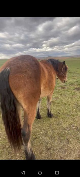 Vand 2 manze sau schimb cu o iapa