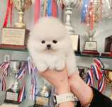 Pomeranian mini toy