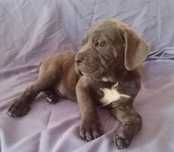 Căței din rasa Cane Corso