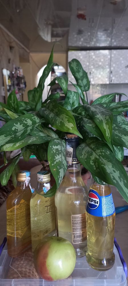 Яблочный уксус домашний