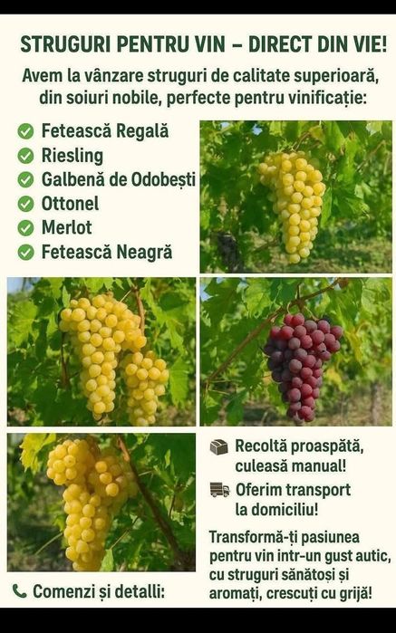 Struguri pentru vin