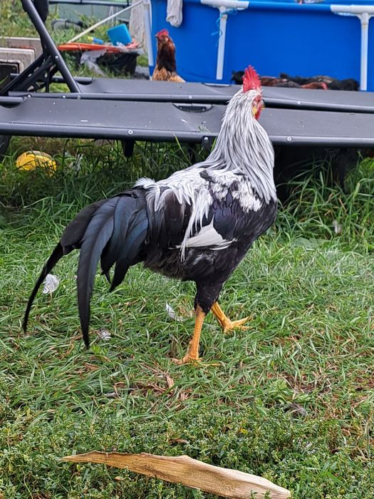 Vand cocosi Ameraucana, Italiana, Brahma si metiși