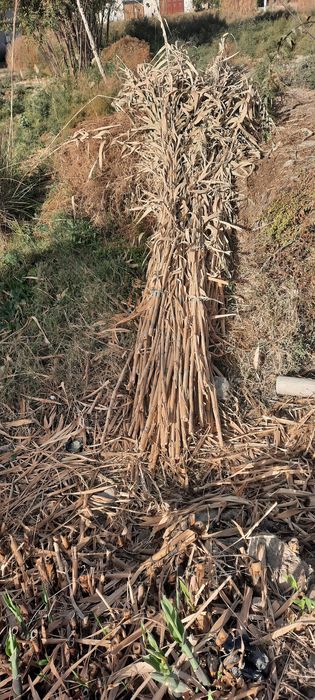 Бамбук сотилади...