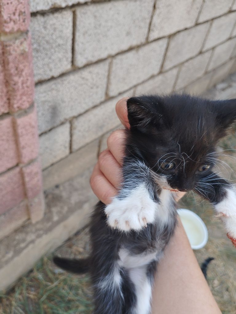 Котята мальчики отдам в добрые руки 1,5 месяца
