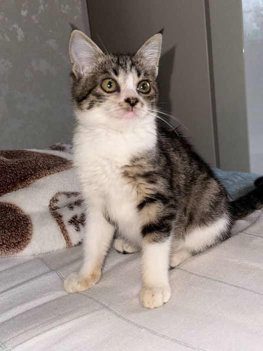 Котёнок даром в добрые руки