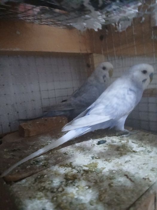 2  juft popugay sotiladi 1 ta parasi tuxumda