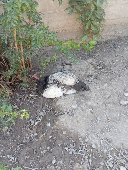 Продам курей домашних