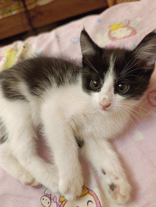 Отдам котят, 2 месяца