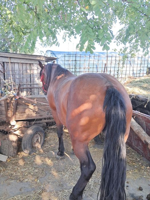 Vând iapa în vârstă de 6 ani