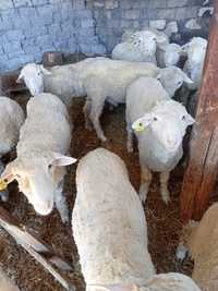 Продаю домашних овец