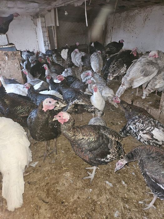 Үндік Түйе тауық етке