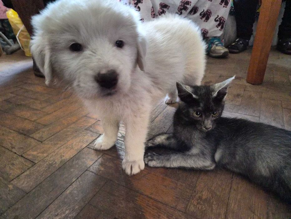 Catelusi albi stramos labrador metis