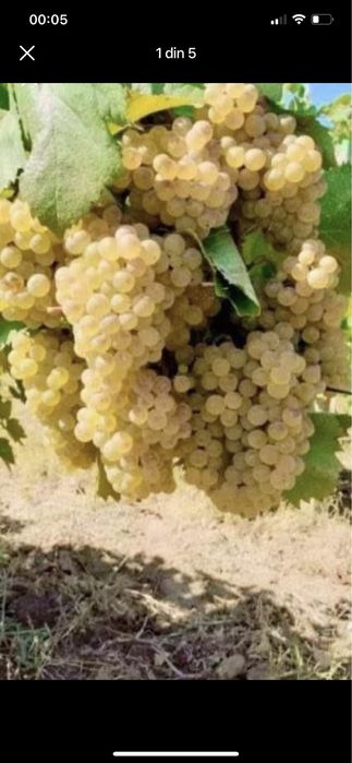 Vând struguri de vin