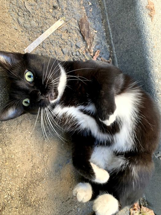 Adoptie pisica pui 2 ani - sterilizata